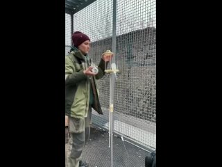 В Московском зоопарке отравили кондора  Кузю!