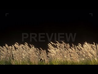 Wheat-field-on-alpha