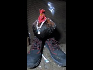 gangsta cock
