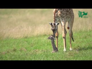 Детёныш жирафа пытается впервые встать на ноги