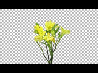 timelapse-of-opening-yellow-alstroemeria-with-alpha-channel