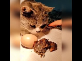 Трогательная забота кошки о птенцах. От яичка до птички