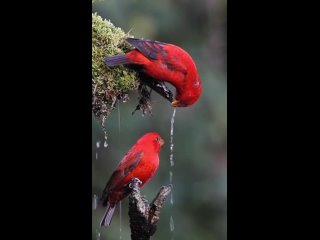 Кровавый воробейЗабота о птицах и природе