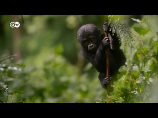 The last mountain gorillas need more space | DW Documentary