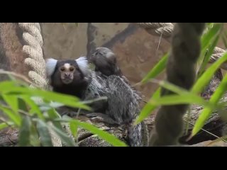 В Ленинградском зоопарке родился детёныш обыкновенных игрунок (маленькие обезьяны).