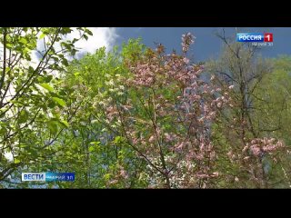Черёмуховый рай расцвёл в Ботаническом саду-институте Йошкар-Олы.mp4