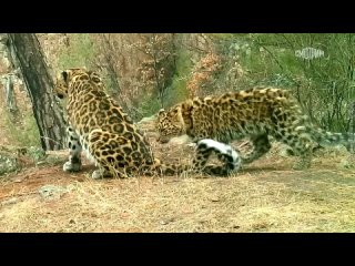 Российский нацпарк показал уникальные кадры кормления котенка леопарда