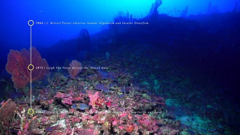 Deep Sea Gigantism Why the Ocean Breeds
