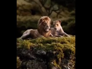Львы – это не только красивые и могучие животные, но и настоящие герои любви. Их отношения полны страсти.
