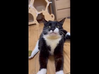 Видео от Коська | Прикольные и милые котики