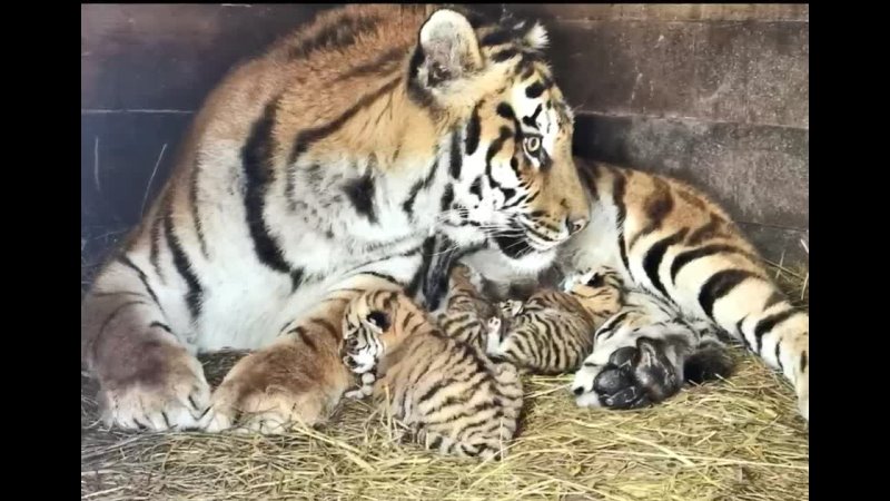 Tiger mit Jungen