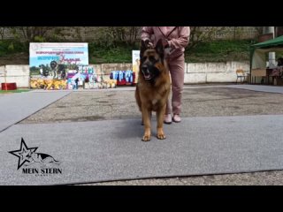 . Выставки собак всех пород (Россия, Астрахань)