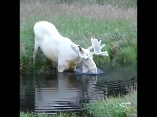 Лось-альбинос переплывает речку