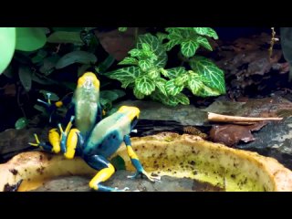 Самцы пятнистых древолазов (Dendrobates tinctorius “Tumucumaque“) дерутся, пока ученые что-то там думают