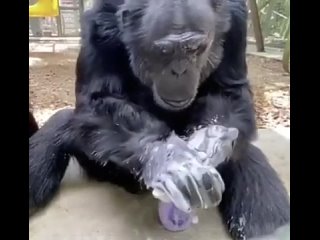 [Tom Oli Positive] Обезьяна моет руки