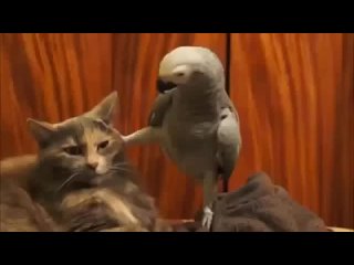 кот-и-попугай-гопник