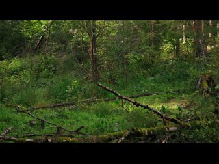 Утреннее пение птиц в лесу | Ton Relax - Звуки природы