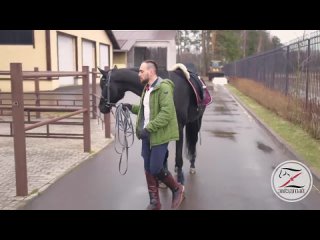 Первоначальная подготовка при заездке молодой лошади под седло. Продолжение. Часть 3 (720p).mp4