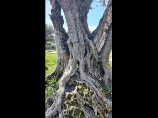 Roquebrune-Cap-Martin Walk