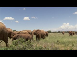 BBC «Тайны жизни слонов» (3 серия) (Познавательный, природа, животные, флора, фауна, 2008)
