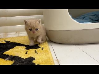 Крошечный котенок учится мыть мордочку без мамы-кошки милое животное видео