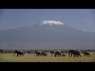«Тайны слонов (1). Саванна» (Познавательный, природа, животные, флора, фауна, 2023)