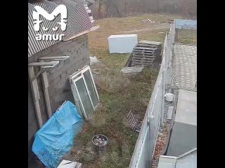 Чиновница из администрации Владивостока отправляет соседей сосать х*й, гадит под заборами и устраивает свалки