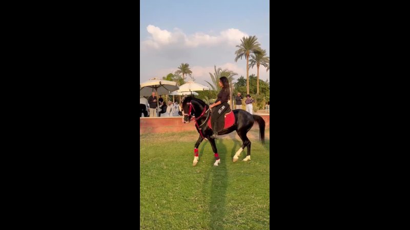 Iranian Horse riding in function by a beautiful lady, horseriding, shorts,