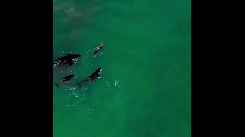 Mom orca teaching her kids about humans.