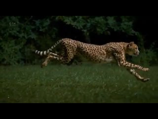 🐆Замедленная съемка гепарда, бегущего со скоростью более 96 км/ч