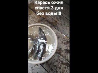 Русская Рыбалка