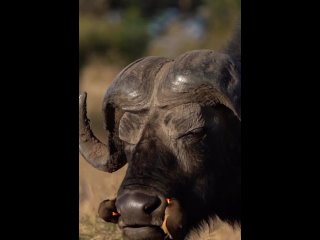 Симбиоз буйвола и скворцов в дикой природе