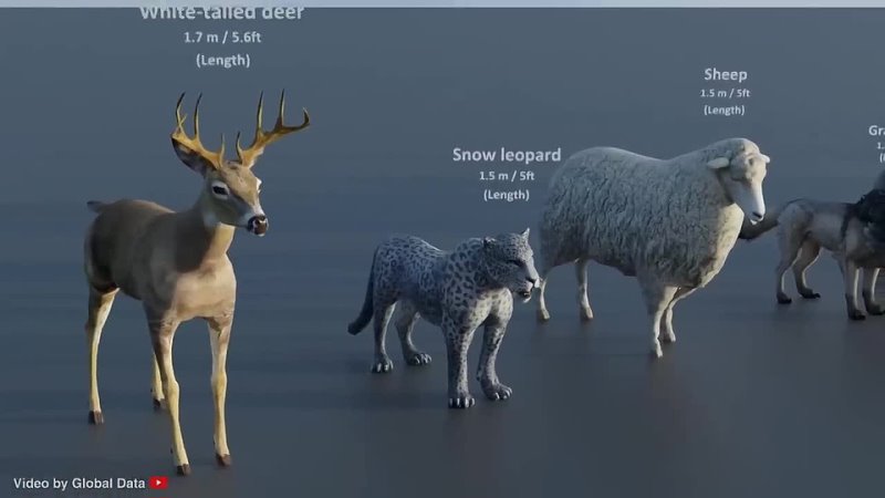 Animal Size Comparison (150+ Animals)   3d Animation 