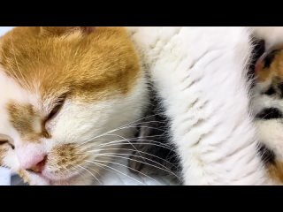 Мама-кошка сладко зовет и облизывает своих мяукающих новорожденных котят
