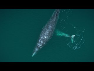 Великаны планеты (10 серий из 10) / Big Beasts / 2023 / 1. Серый кит / The Grey Whale
