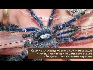 Poecilotheria metallica