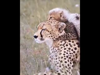 Video by Мир животных