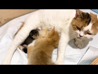 Приемный котенок наблюдает как мама кошка рожает новорожденных котят
