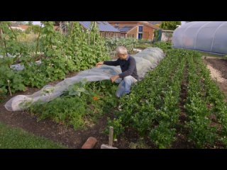 Mesh covers to protect vegetables , showing how and when to use them