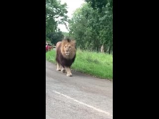 Какой красавец.