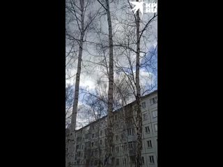 Жители новосибирской пятиэтажки пожаловались на снос всех деревьев во дворе