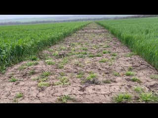 Результаты весенних обработок озимых зерновых культур на Ставрополье