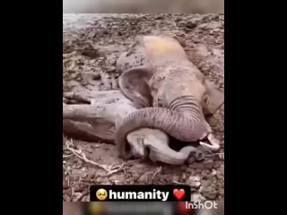 Мама слониха вместе с слонёнком увязли в грязи