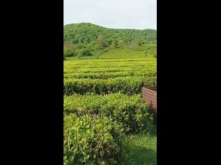 Адам и чай вардане история фото Адам и чай вардане история фото