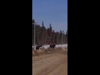Медведица с медвежатами, Октябрьский район. Видео от Нягань ЧП