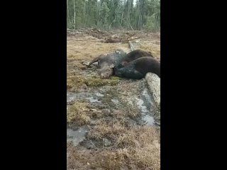 В Якутии на лося обрушились опоры линии электропередач, а прибежавших полакомиться медведей убило током.