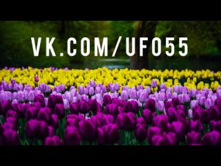 Фестиваль тюльпанов РЕКА В ЦВЕТУ Парк Победы Котофей апрель май 2023 даты 29 30 апреля 1 мая 2023 фото видео расписание отзывы