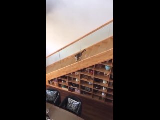 Хулиганистый кот спускается только по перилам лестницы в сообществе ВК Купчино