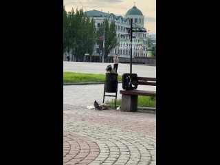 Голодные вороны в Донецке мусорят не стесняясь