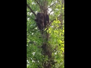 Медведя на дереве заметили отдыхающие.